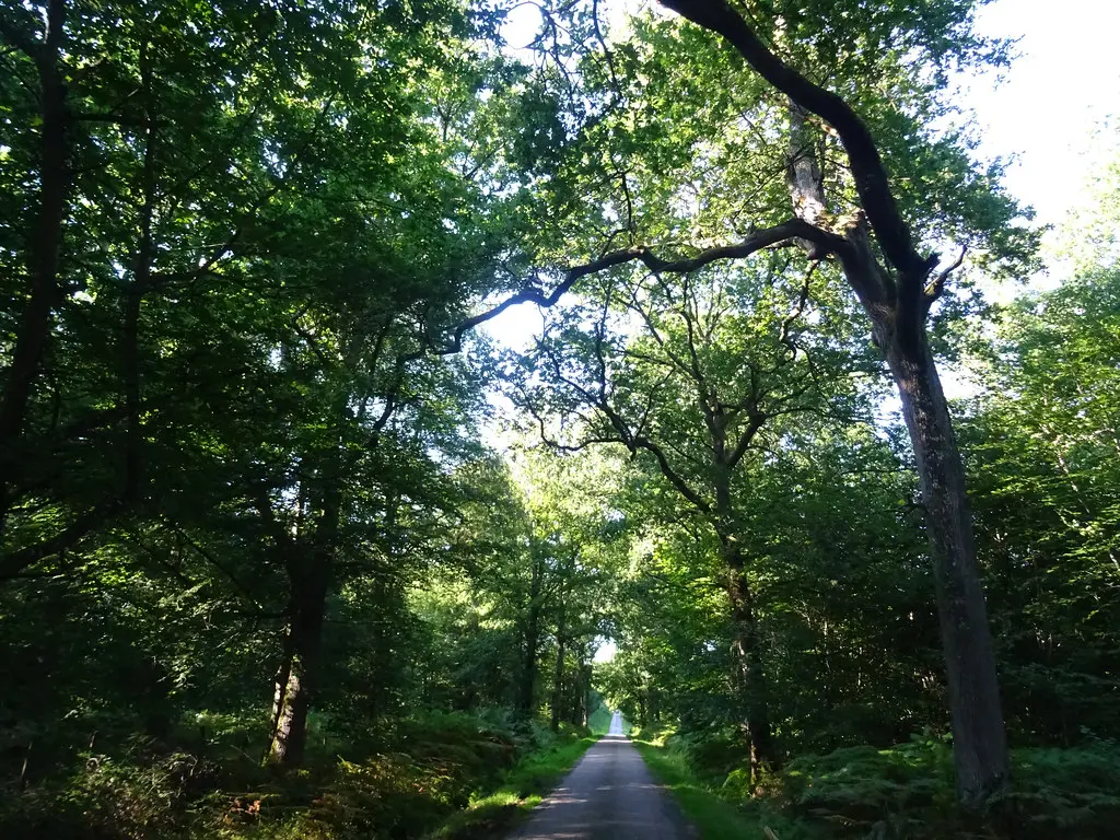 Dans la forêt de chênes entre Vieux-Bourg et Saint-Gatien-des-Bois, Calvados