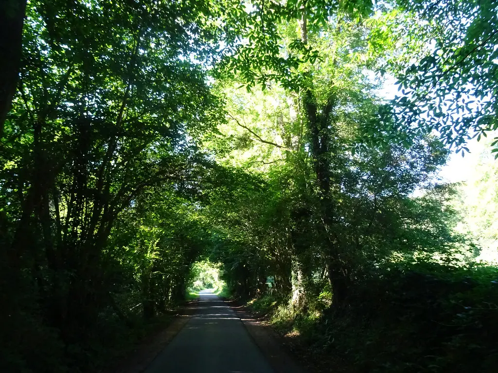 La route comme un tunnel végétal, entre Saint-Gatien-des-Bois et Barneville-la-Bertran, Calvados