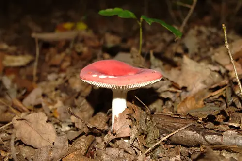 russula lepida
