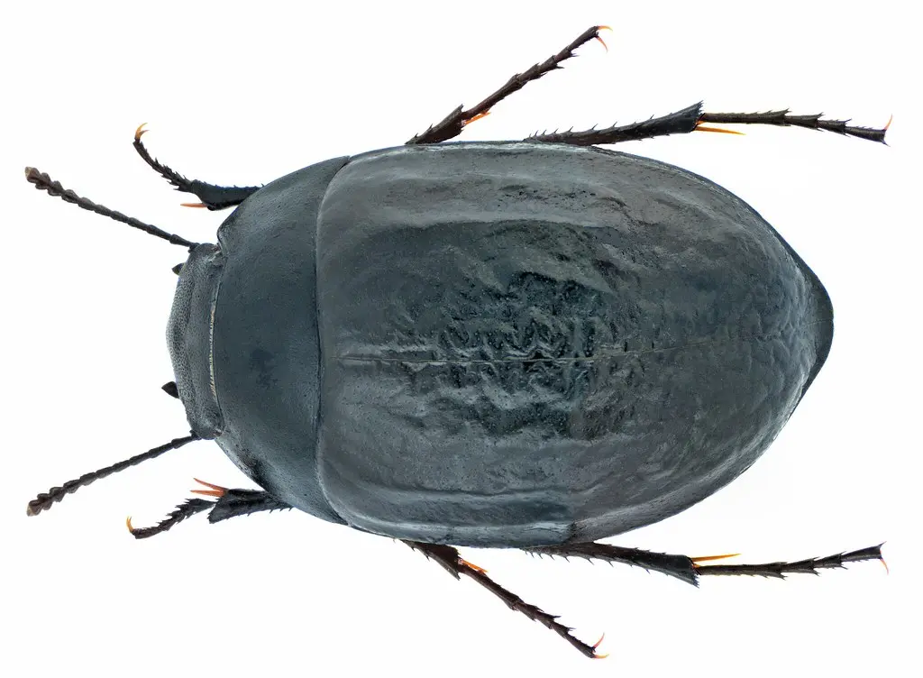 Zophosis bicarinata Solier, 1834