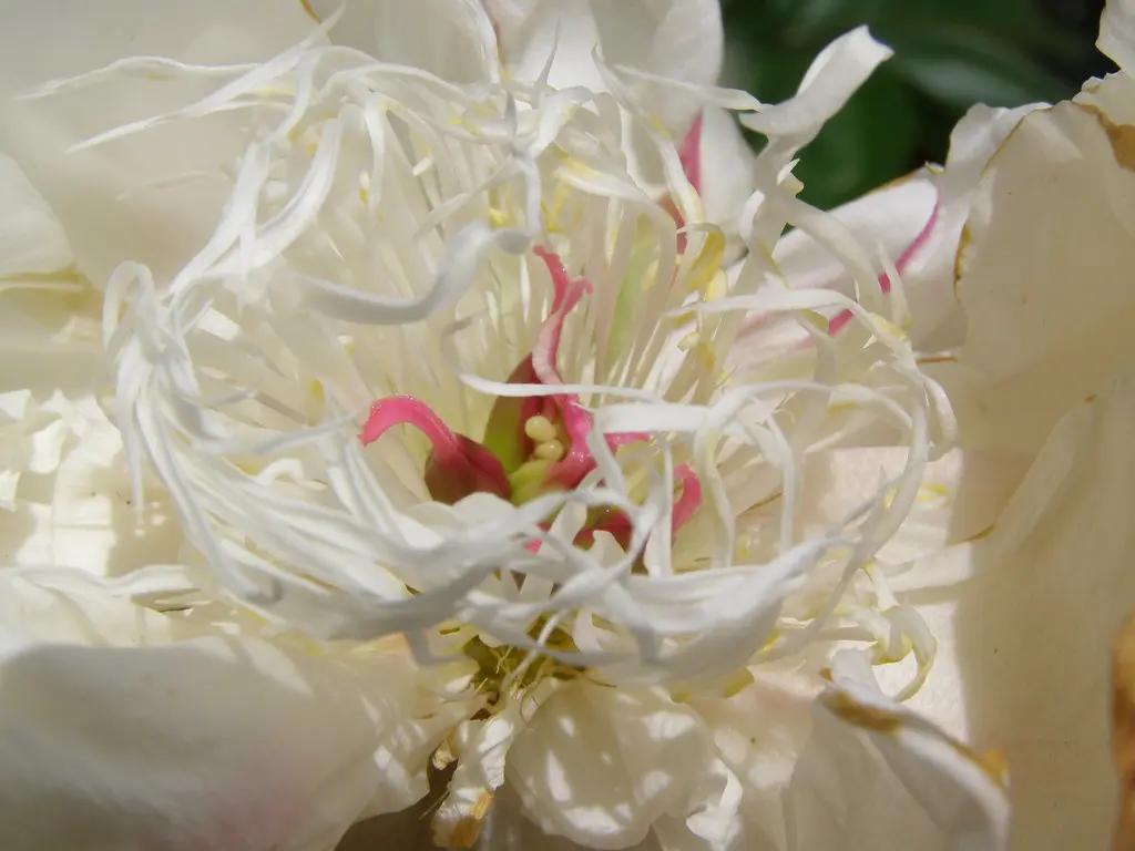 Les jardins picards