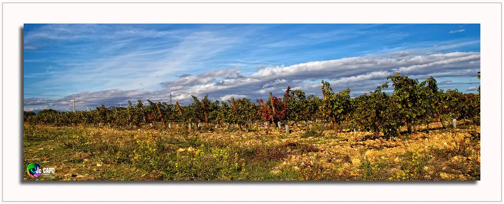 Le temps mûrit les vignes.
