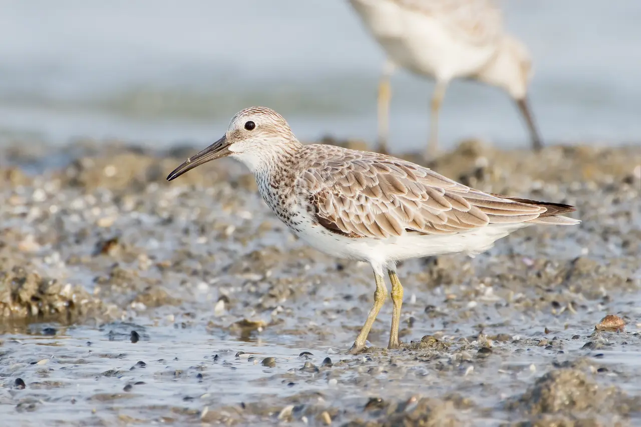 Calidris tenuirostris - Laem Phak Bia