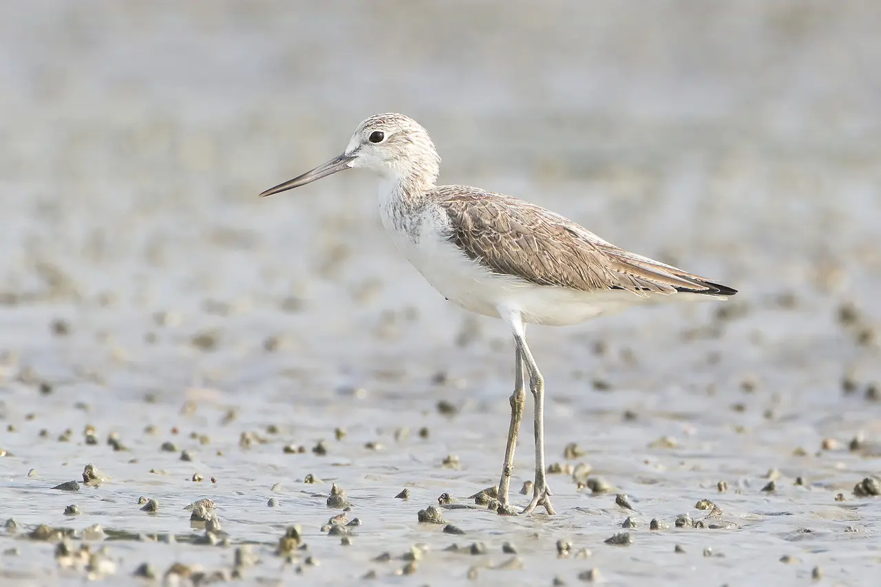 Tringa nebularia - Laem Phak Bia