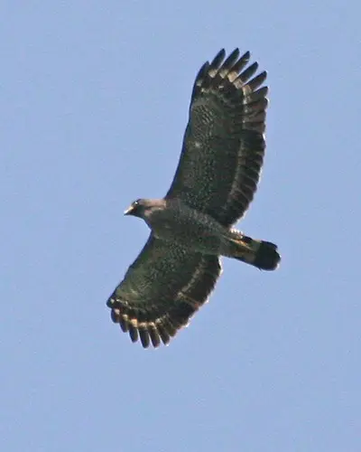 Crested Serpent Eagle (Spilornis cheela bido)