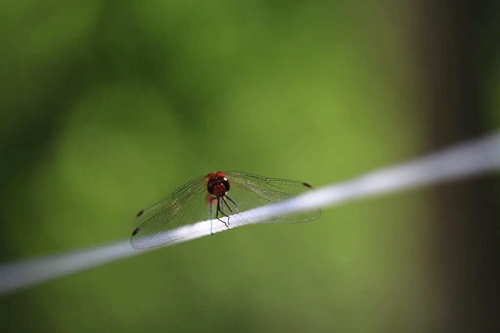 Stéphanie-baumard- Libellule - Sympétrum rouge sang 'Sympètre rouge sang' (Sympetrum sanguineum) - Cognac la forêt