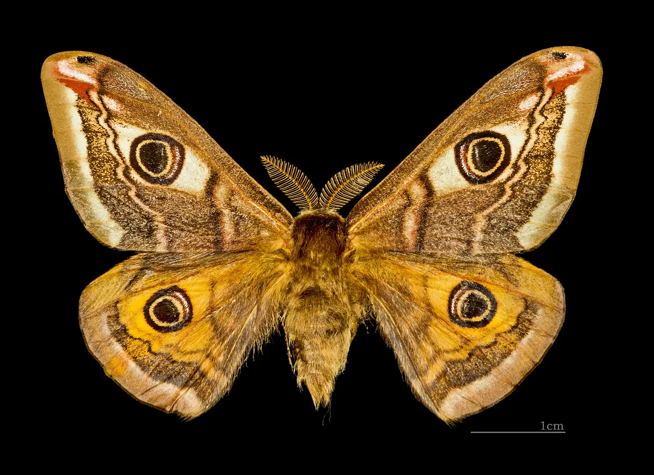 Saturnia pavonia MHNT CUT 2011 0 439 male Les piles - Cornille (Dordogne) dos