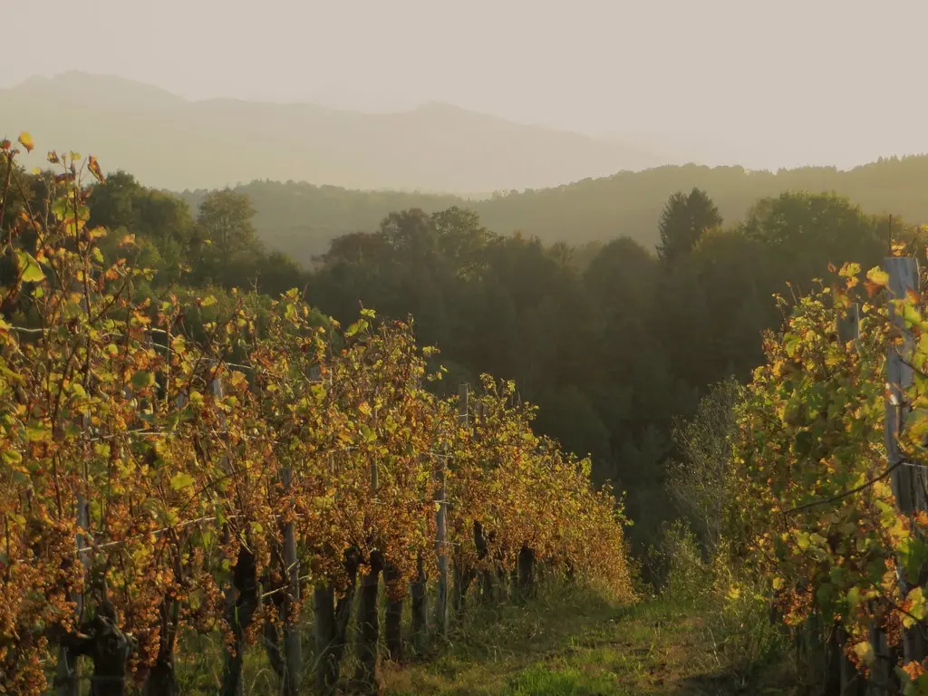 Dans les vignes près de la chapelle de Rousse, Jurançon, Béarn, Pyrénées Atlantiques, Aquitaine, France.