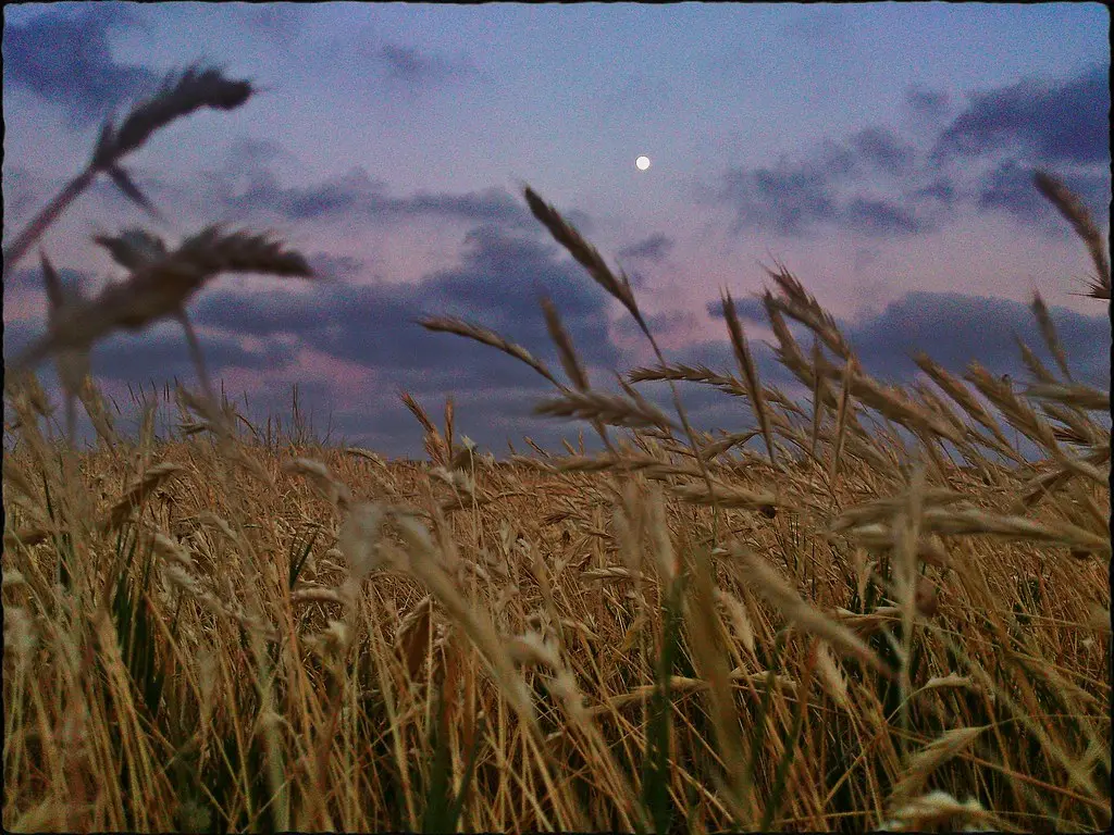 Anochecer Entre Trigales en el Campo de Conil de la Frontera... La Janda Litoral