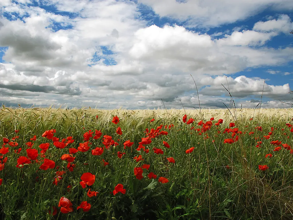 Nubes, trigo y las rosas de los campos