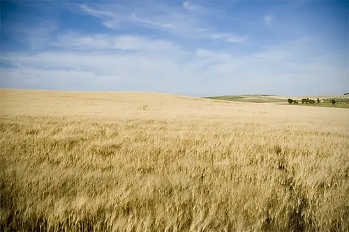 Campo de trigo antes de la recogida en Martín Miguel