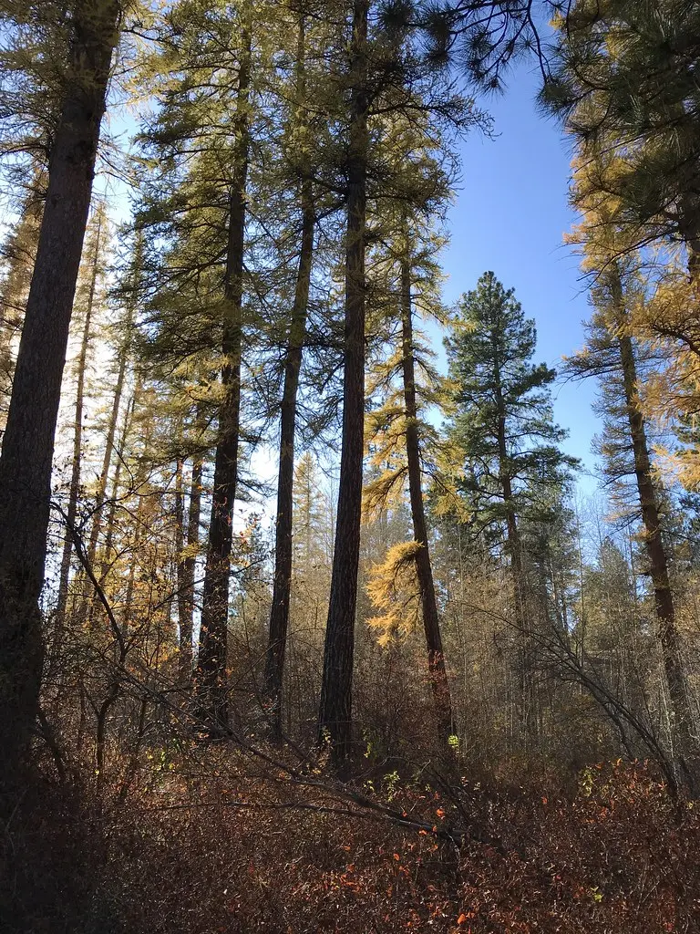 Larch In The Late Afternoon