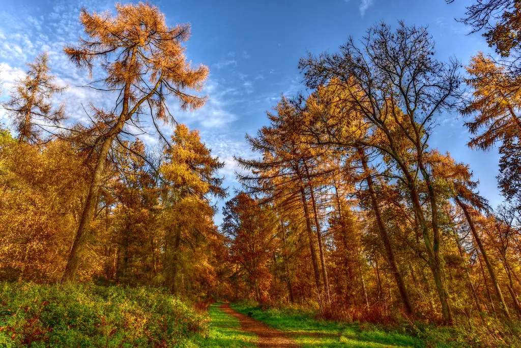 Walk In A Larch Wood