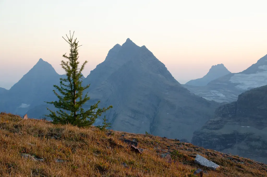 Subalpine Larch