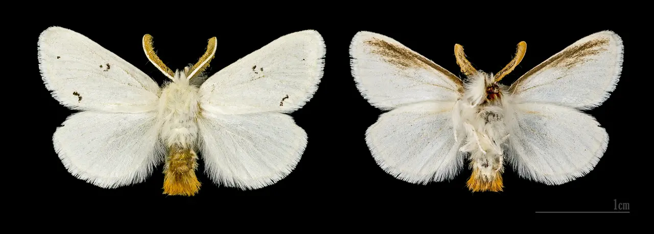 File:Euproctis chrysorrhoea MHNT.CUT.2012.0.356. Les Mathes Male.jpg