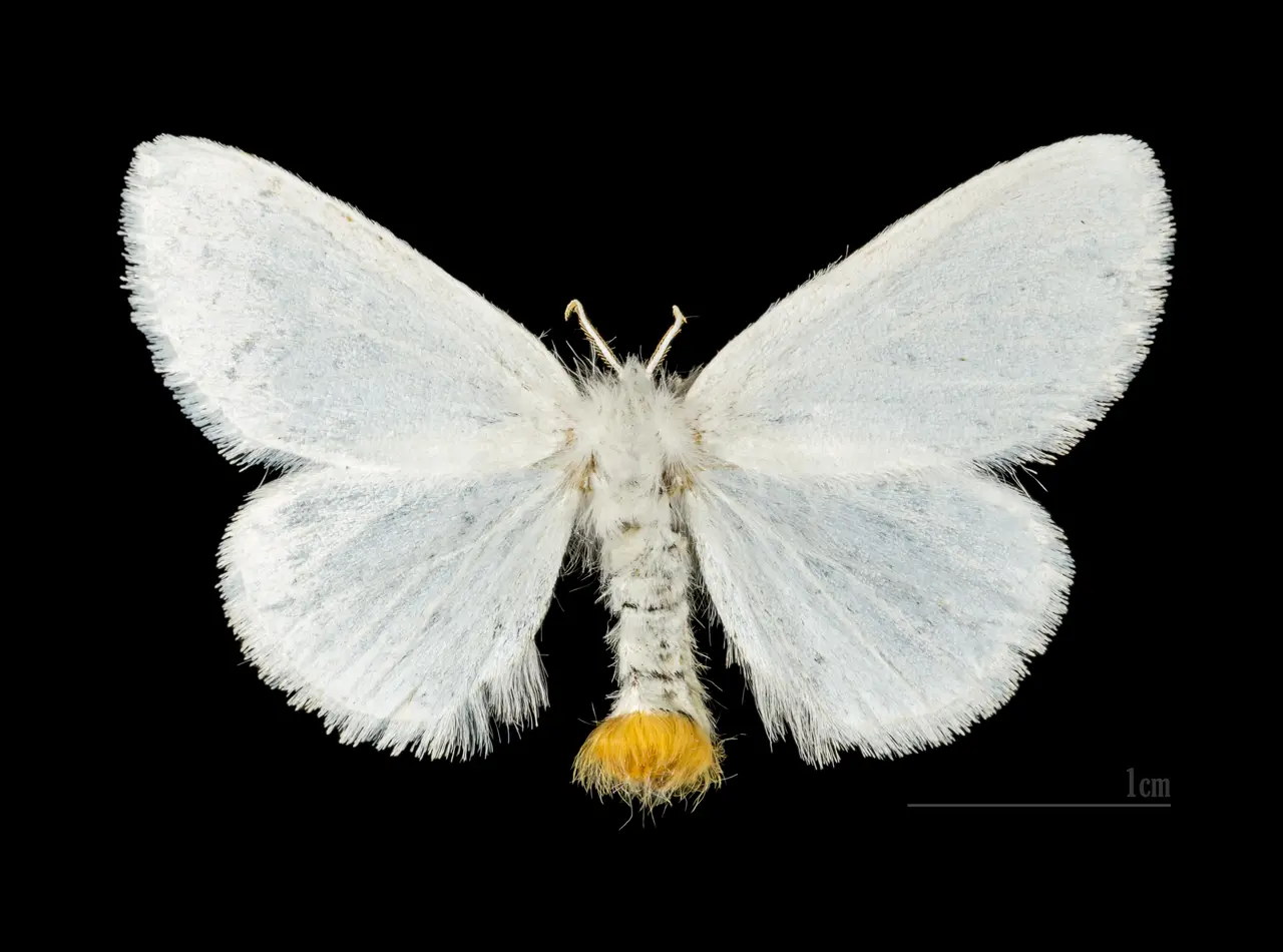 Euproctis similis MHNT.CUT.2012.0.357. Les Mathes female