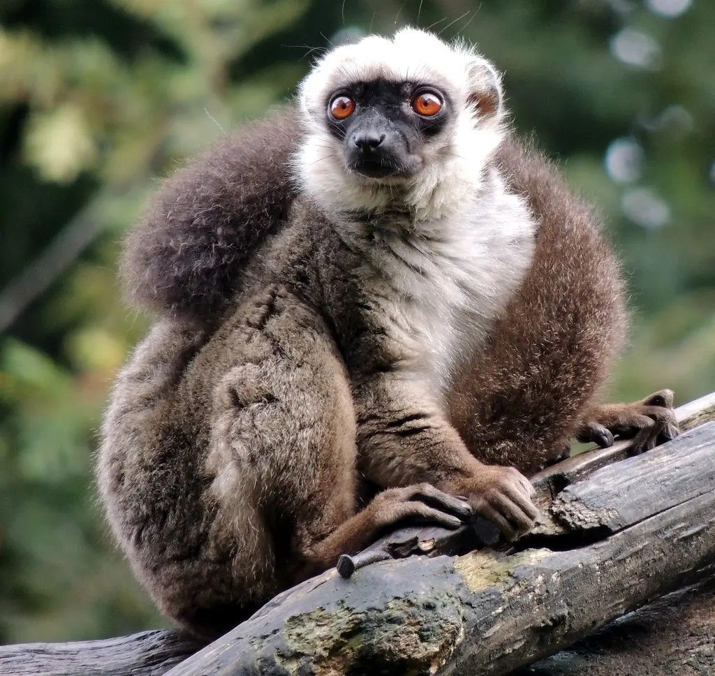 4020-Lemur en MarcelleNatureza (Outeiro de Rei) Lugo.