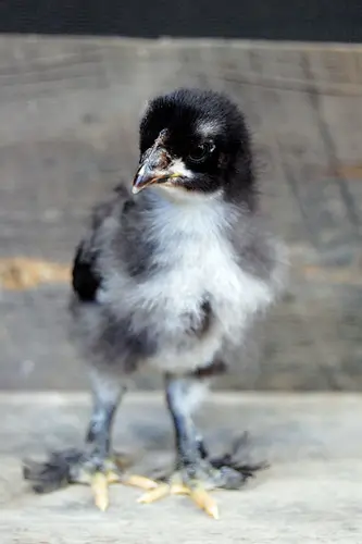 black-copper-marans-12-days-2