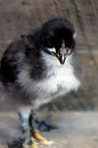 Black-copper-marans-12-days-5