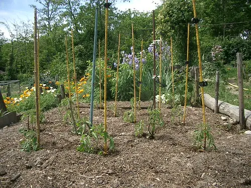 newly planted Marmande tomatoes