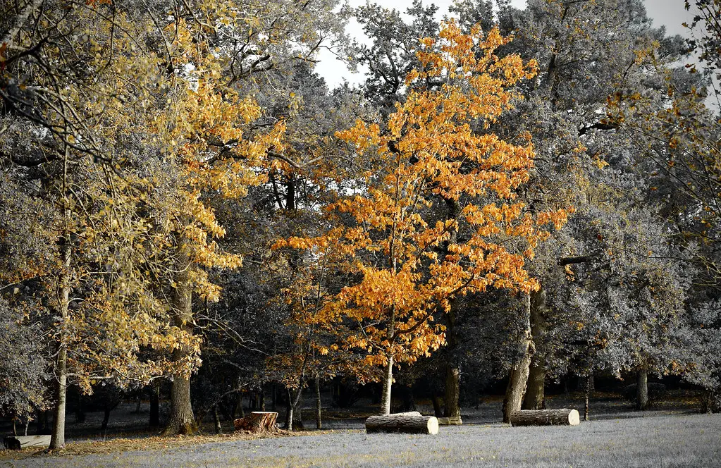 2020 La Solitude (Martillac-Gironde)