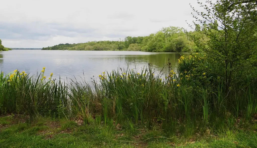 Etang d'Aureilhan, Mimizan, pays de Born, Landes, Aquitaine, France.