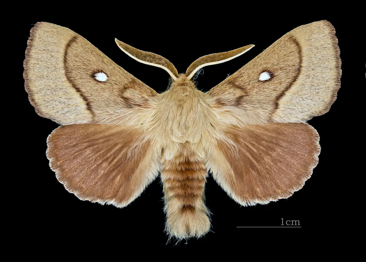 File:Lasiocampa trifolii MHNT CUT 2011 0 446 male Mussidan dos.jpg