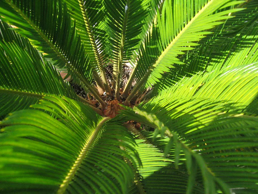 Cicas à Orthez (ce n'est pas un palmier ;))