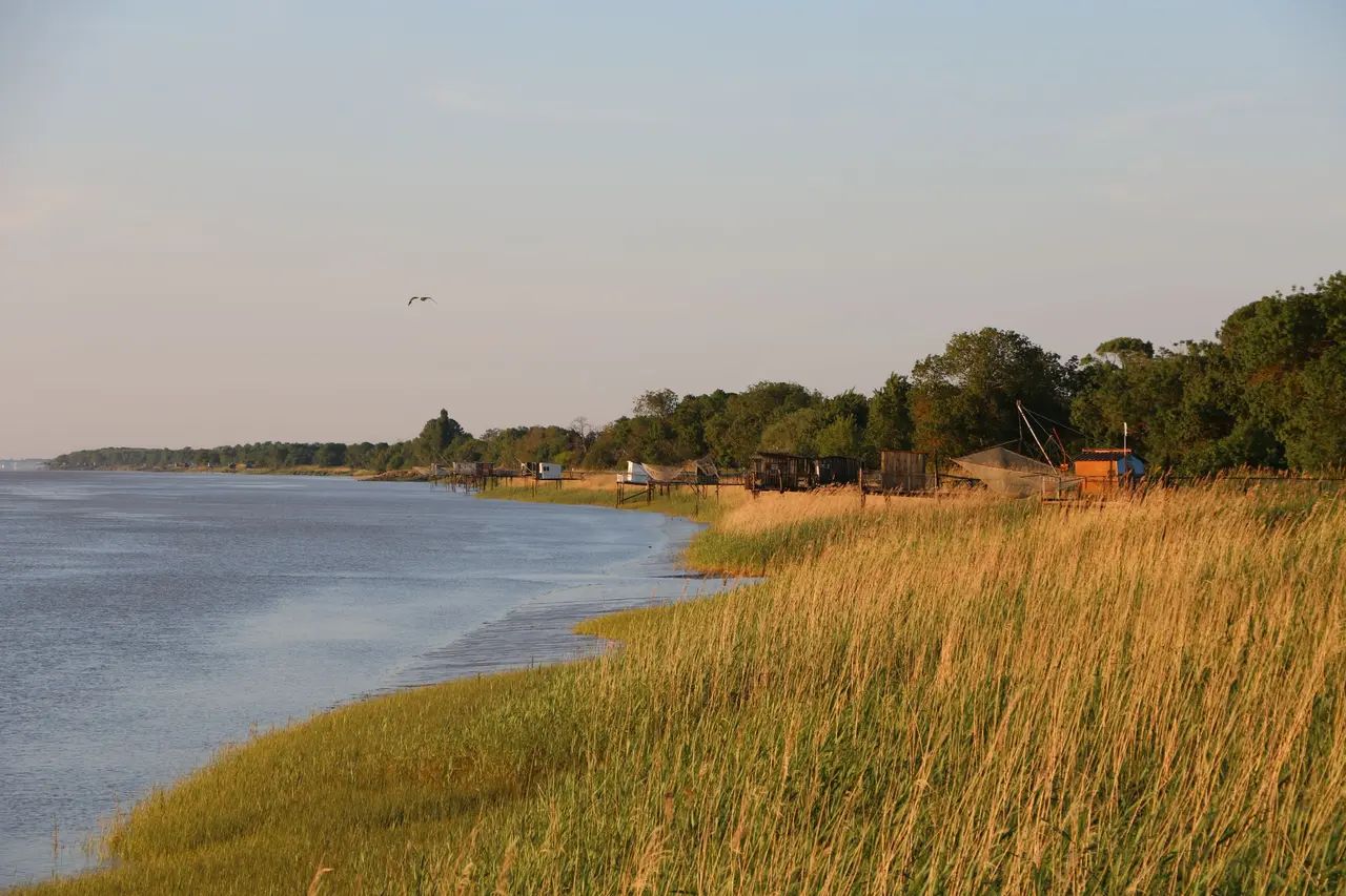 Roselière de Pauillac et carrelets sur l'estuaire de la Gironde, France