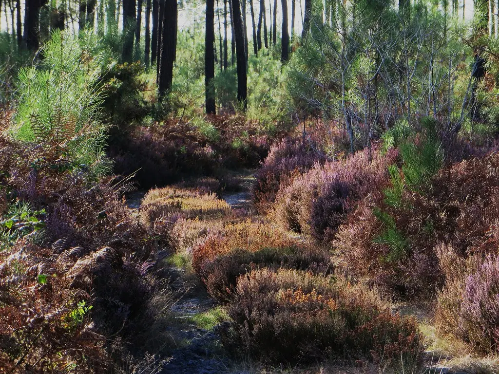 Chemin en forêt, Pissos, Landes, Aquitaine, France.