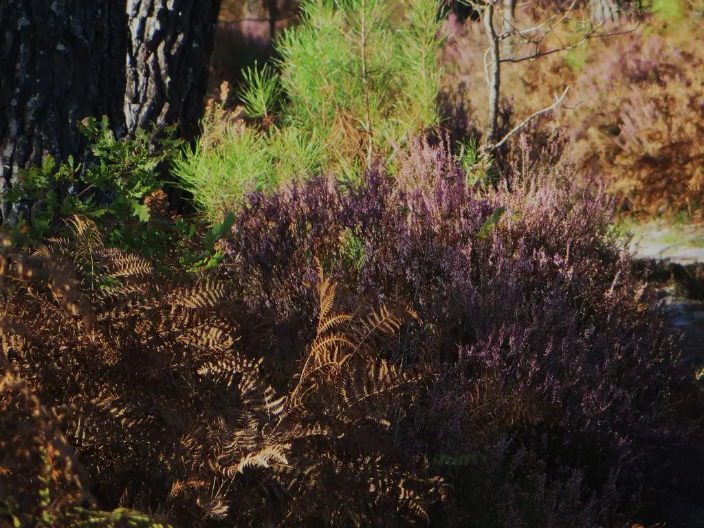 Fougères et bruyères au détour du chemin, forêt landaise, Pissos, Landes, Aquitaine, France.