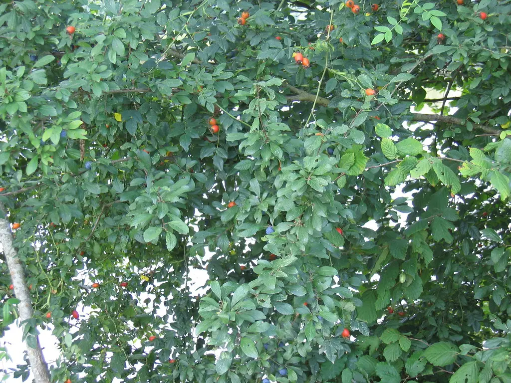Port de Lanne: buisson d'églantier