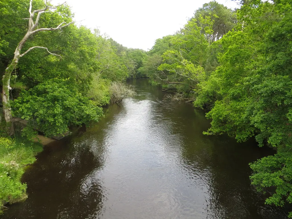 Les eaux noires du courant de Contis, Pelindres, commune de Saint Julien en Born, Landes, Aquitaine, France.