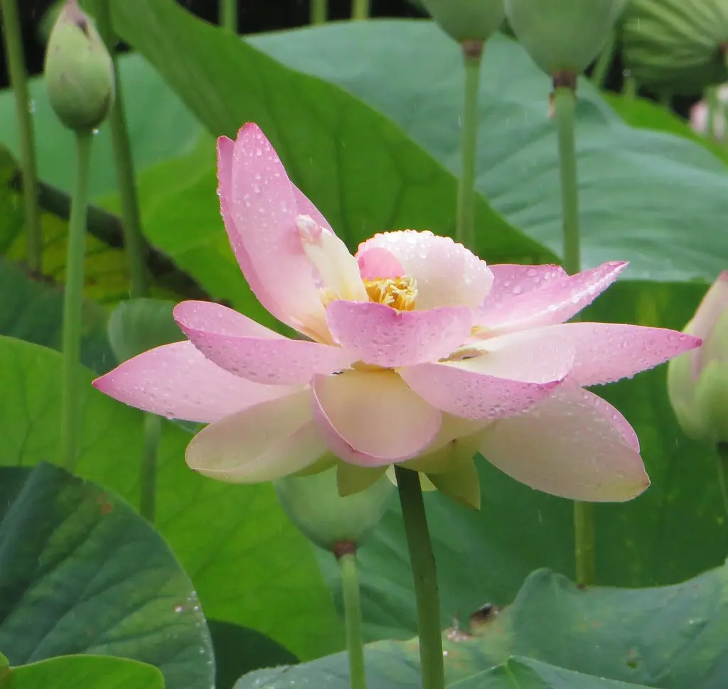 Les lotus, Saint Julien en Born, Landes, Aquitaine, France.