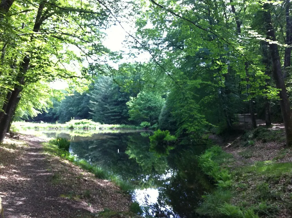 Dans la forêt des Loges à Saint-Priest-sous-Aixe