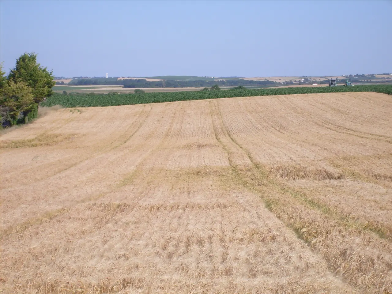 Champs de blé à Semussac - panoramio