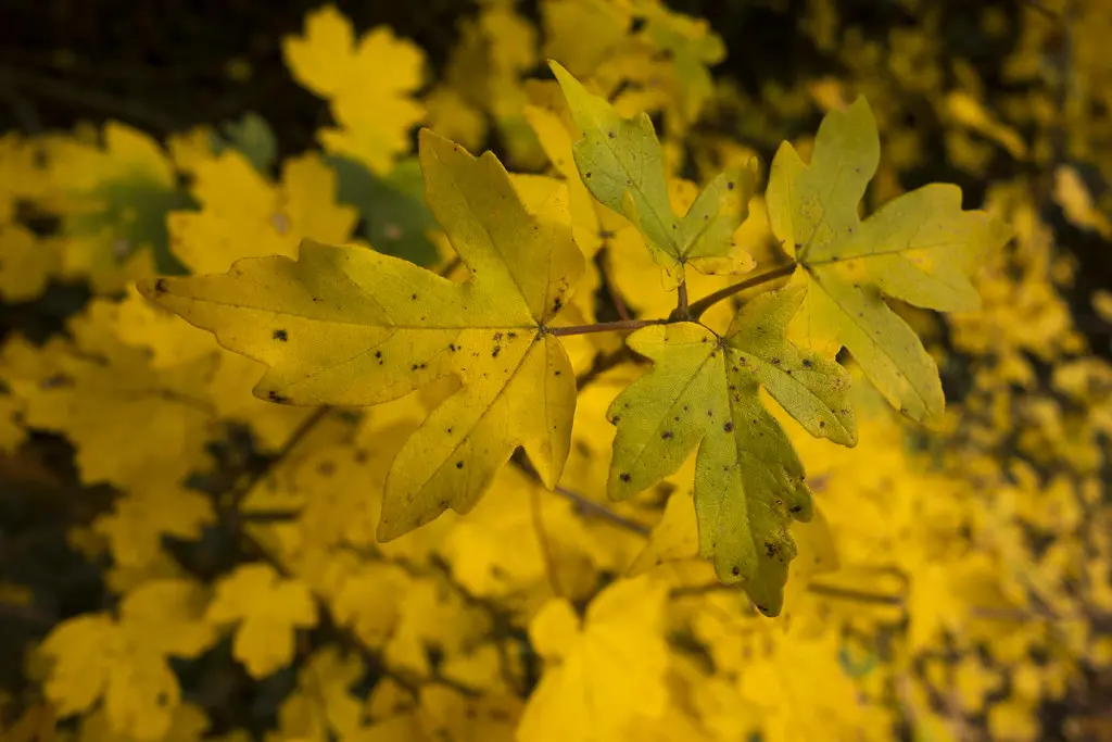 Automne, Smarves, France