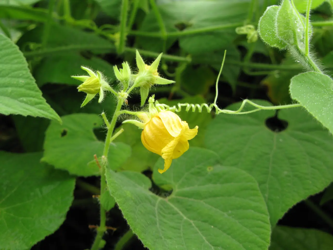 Thladiantha nudiflora - Talence - 201007 (2)