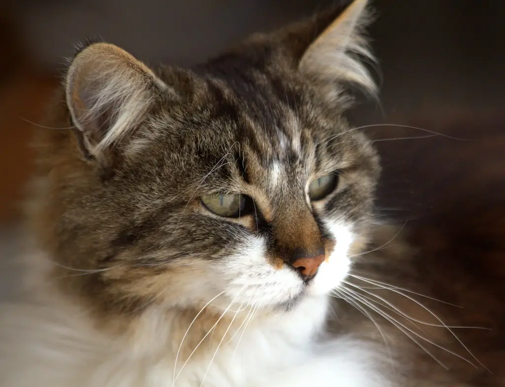 Minette de Tonneins