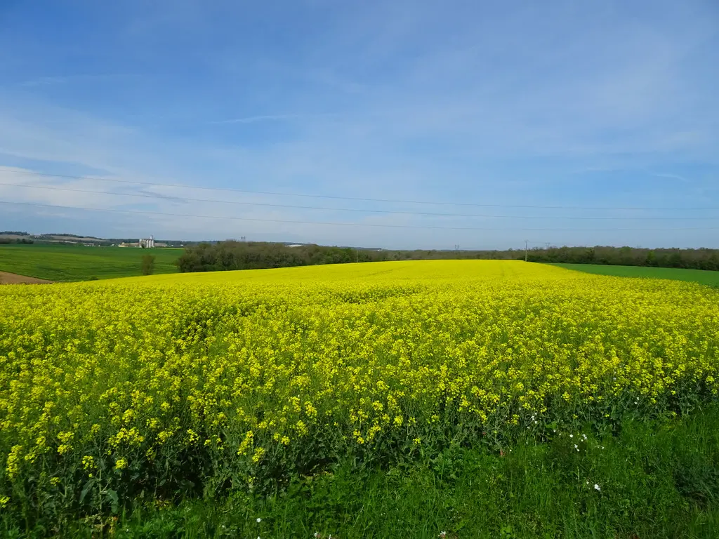 Un beau champ de colza entre Vœuil-et-Giget et Villebois-Lavalette, Charente