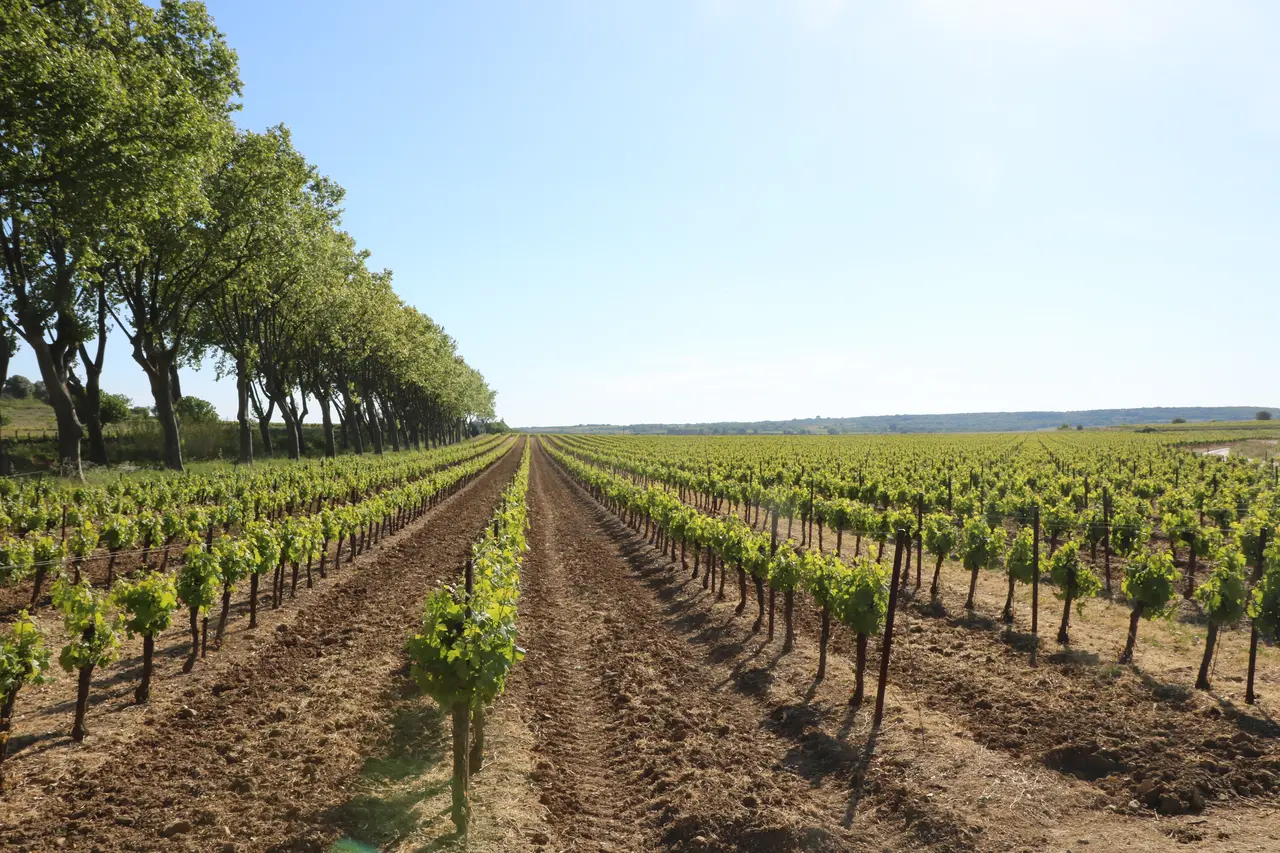 Adissan vignes 1
