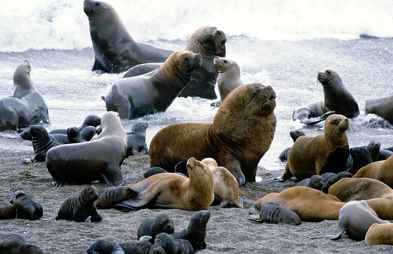 File:Mähnenrobben (auch Südamerikanischer Seelöwe - Otaria flavescens) (Peninsula de Valdes, Jan 1984).jpg