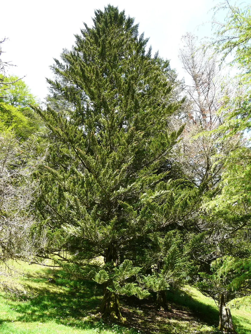 File:Abies firma Bagnères-de-Luchon (3).JPG