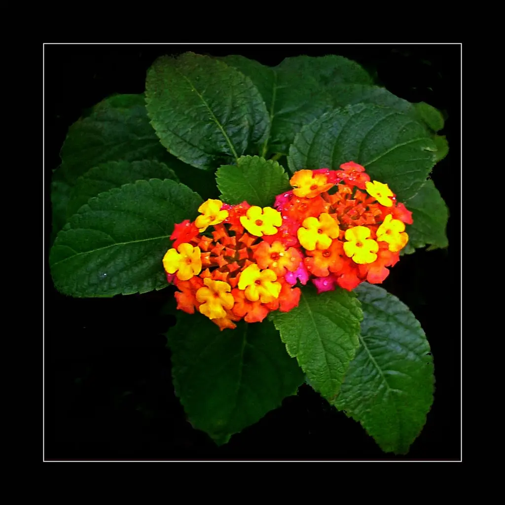 Lantana camara - Common weed - Baho-baho