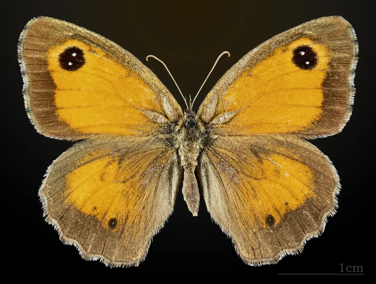 Pyronia tithonus MHNT CUT 2013 3 32 Balma female dorsal
