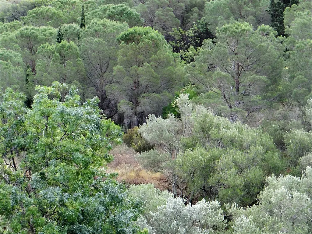 Paysage autour de la Métairie de Maillol (Banyuls-sur-mer)
