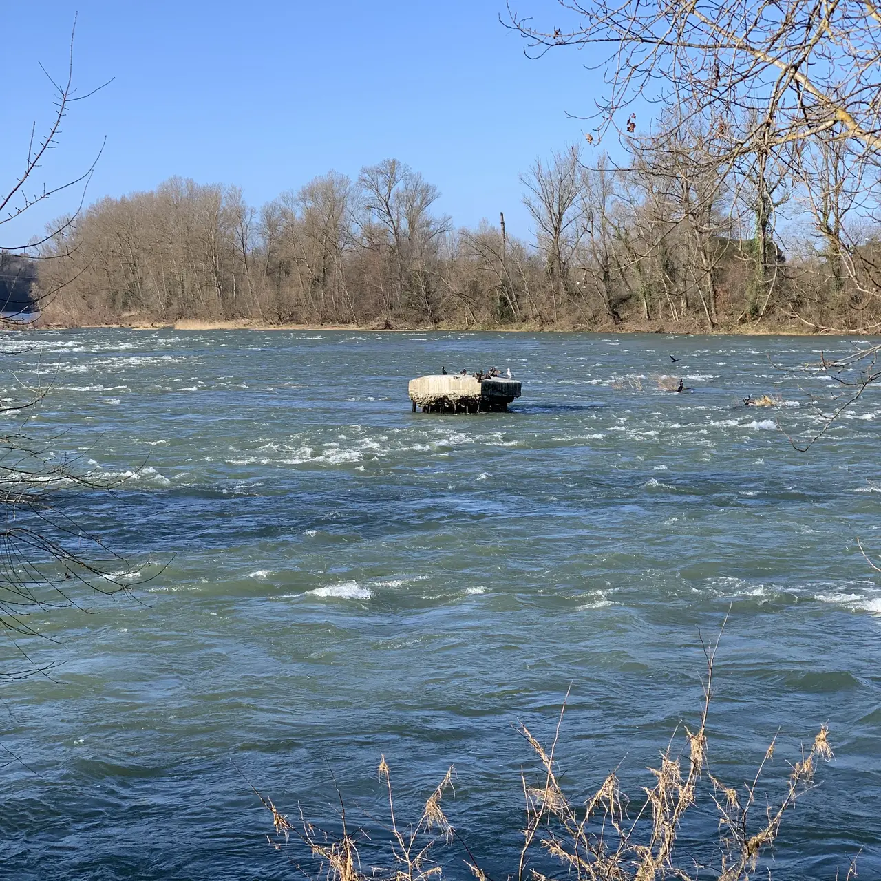 Beauzelle - Garonne et oiseaux