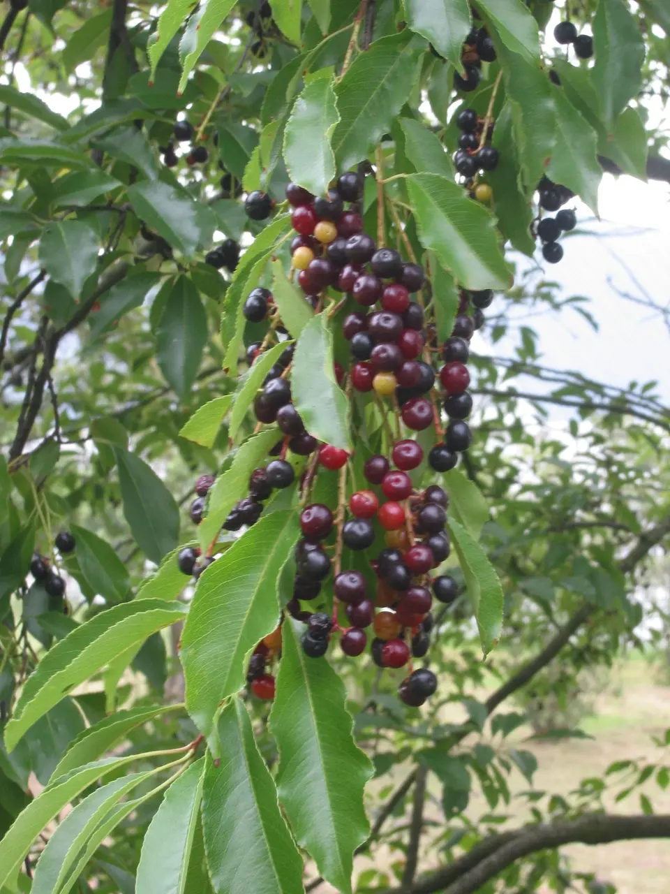 Amerikaanse vogelkers bessen Prunus serotina