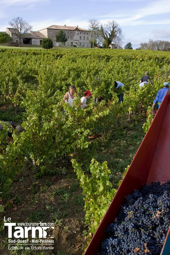 Les vendanges à Cahuzac sur vère