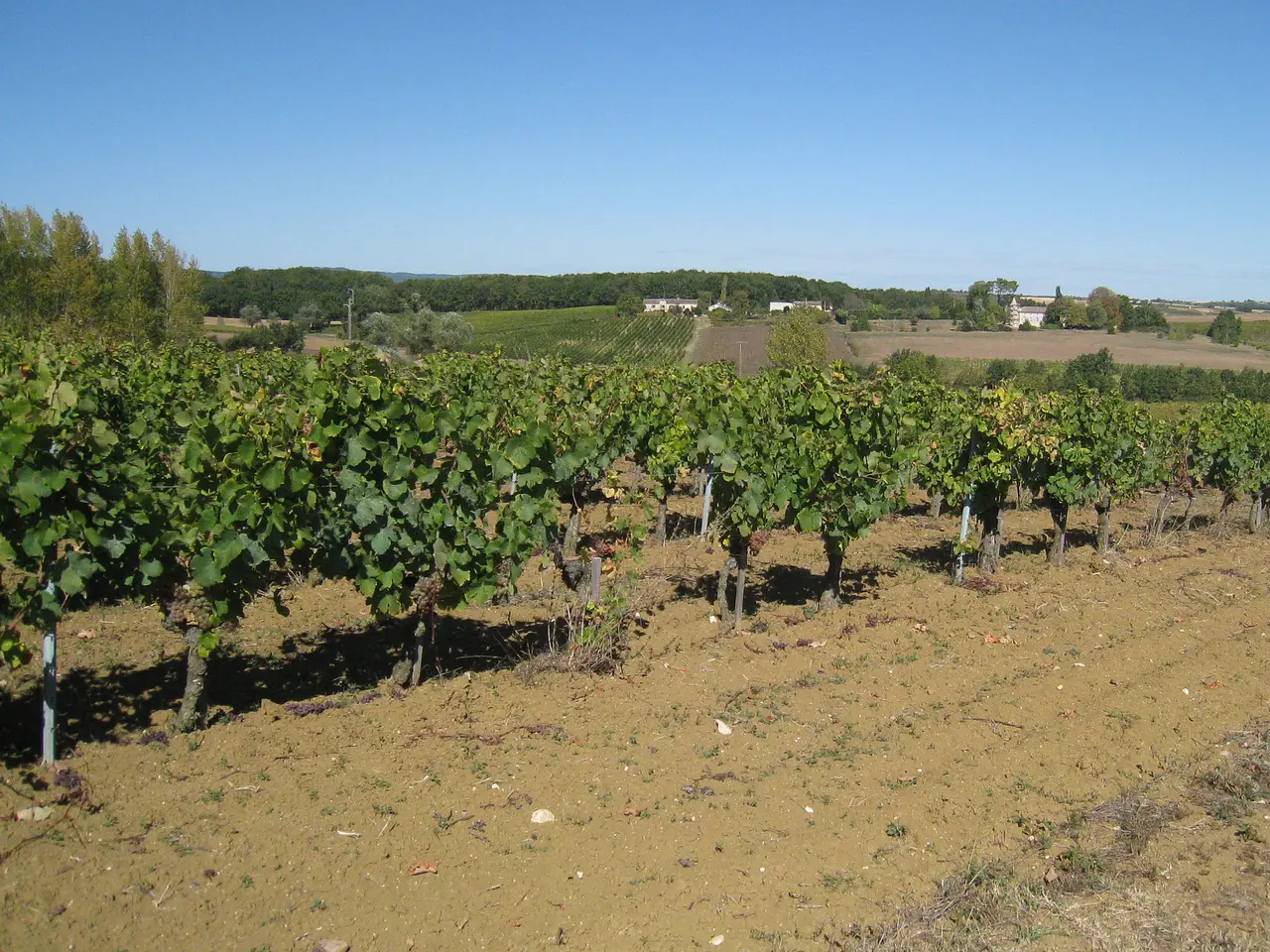 Vignoble à Cahuzac-sur-Vère